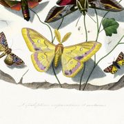 Poster about butterflies, based on an old engraving from 1842.