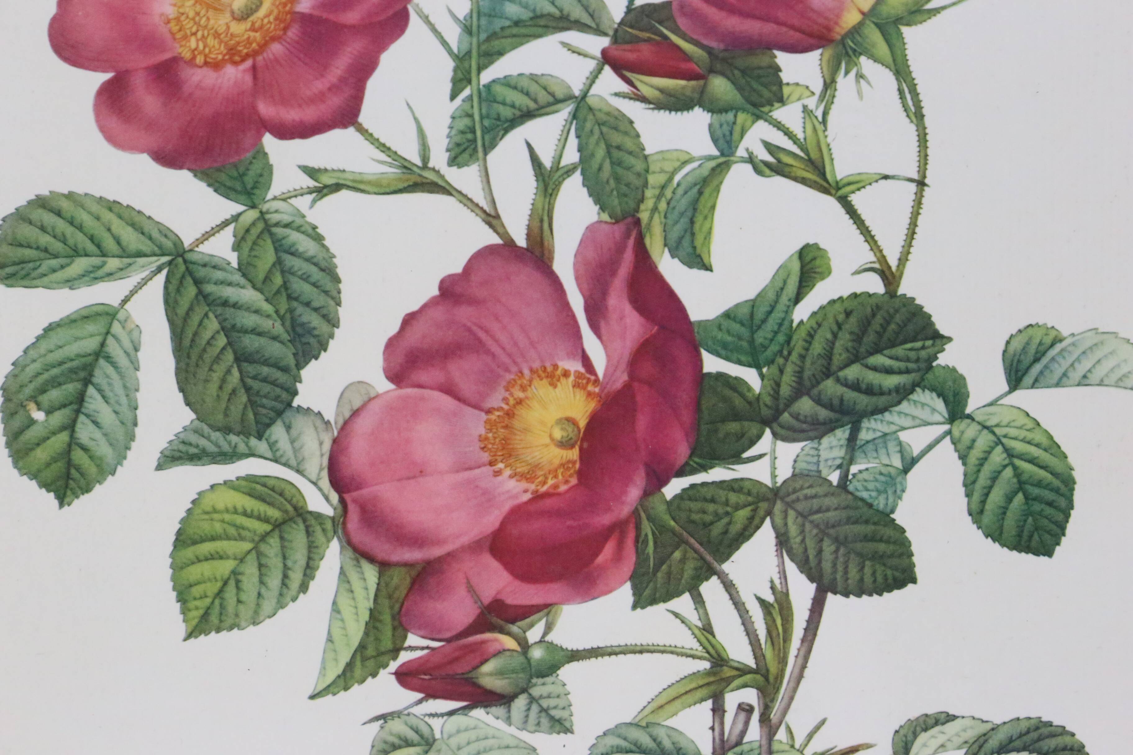 Great Redouté Lithograph