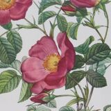 Great Redouté Lithograph