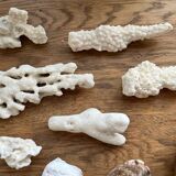Set of natural shells and corals