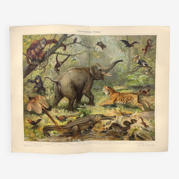 Engraving from 1909 - Fauna of the eastern jungle - old German zoological plate