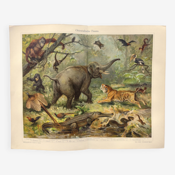 Gravure de 1909 - Faune de la jungle orientale - Allemagne