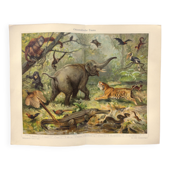 Gravure de 1909 - Faune de la jungle orientale - Allemagne