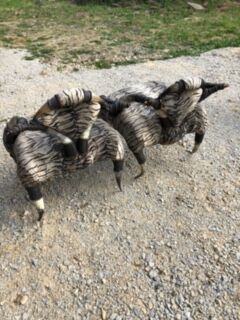 Set of 2 ethnic buffalo horn armchairs