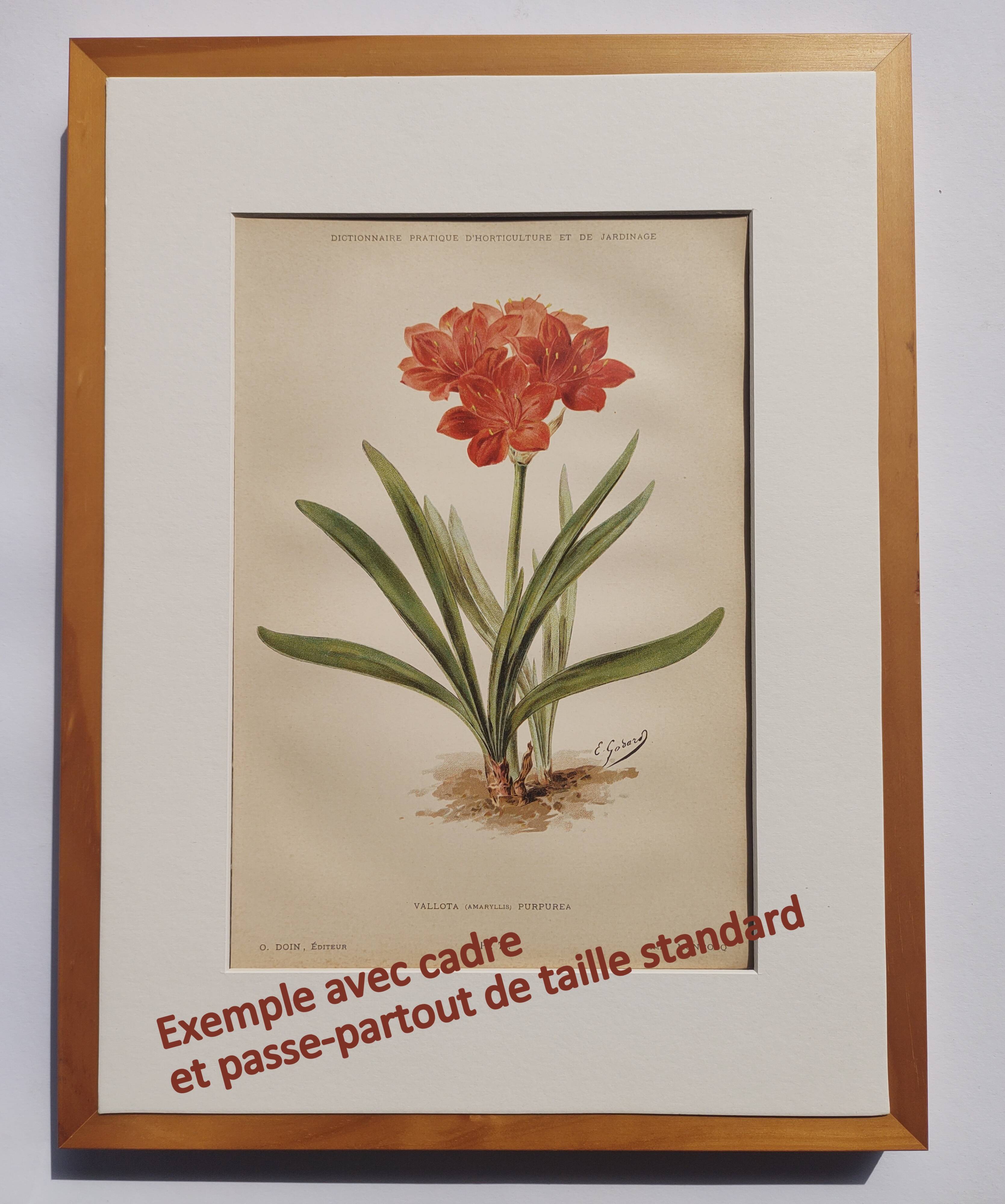 Botanical engraving from 1897 - Bouquet of Scabieuse - Old original flower plate by E.Godart