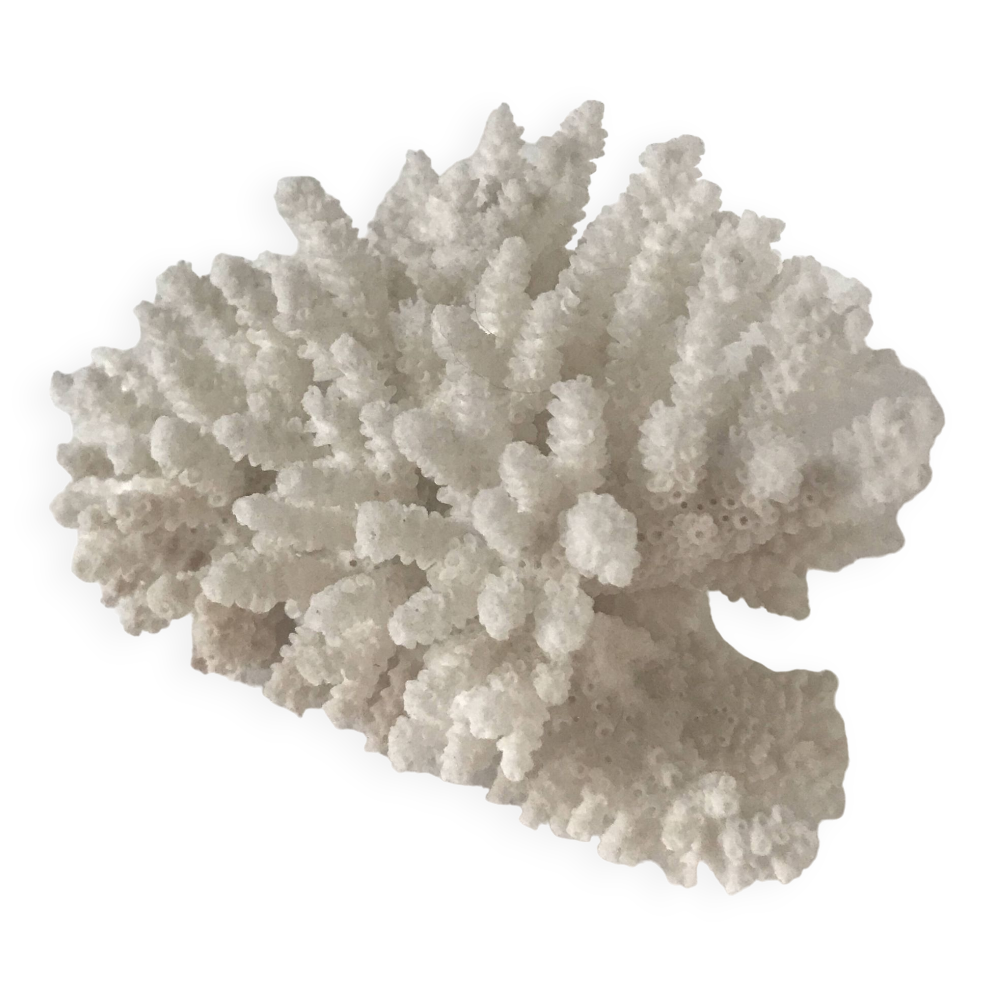 Petit bouquet de Corail blanc
