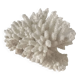 Petit bouquet de Corail blanc