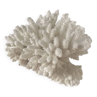 Small bouquet of white coral