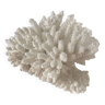 Small bouquet of white coral