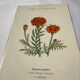 Planche Botanique Gravure naturaliste ancienne 19eme recto verso