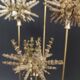 Cabinet of Curiosities globe with sea urchins Plococidaris verticillata