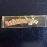 knife holder in resin and shells from the 70s