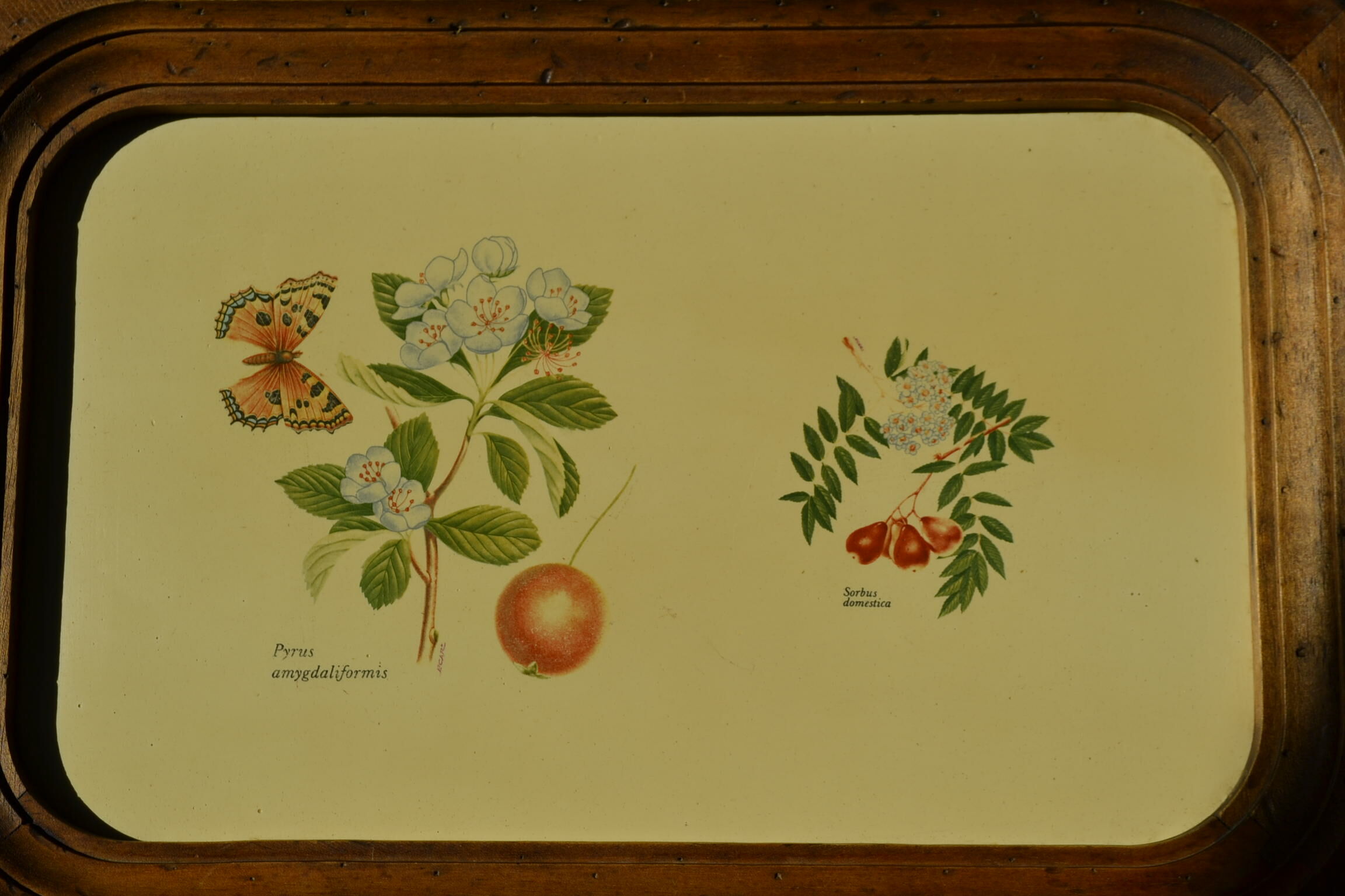 Wooden botanical tray