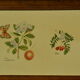 Wooden botanical tray
