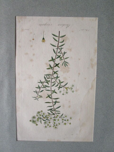 Lot de 2 gravures botaniques anciennes a encadrer