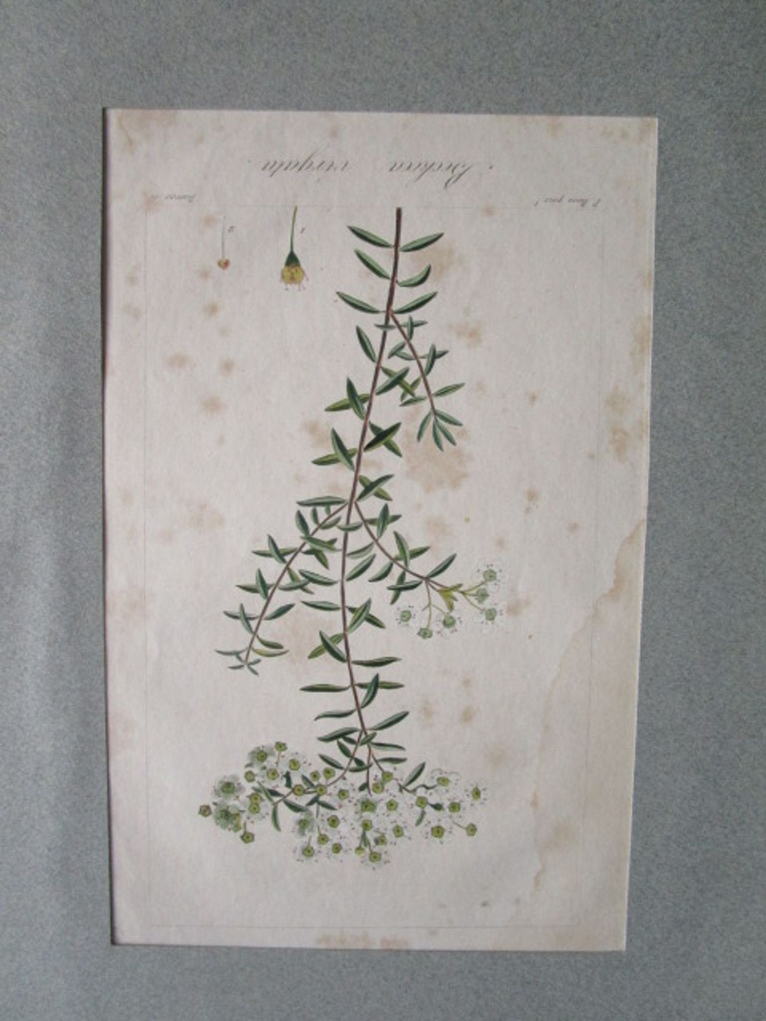 Lot de 2 gravures botaniques anciennes a encadrer