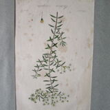 Lot de 2 gravures botaniques anciennes a encadrer