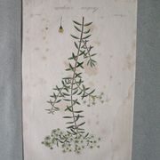 Lot de 2 gravures botaniques anciennes a encadrer