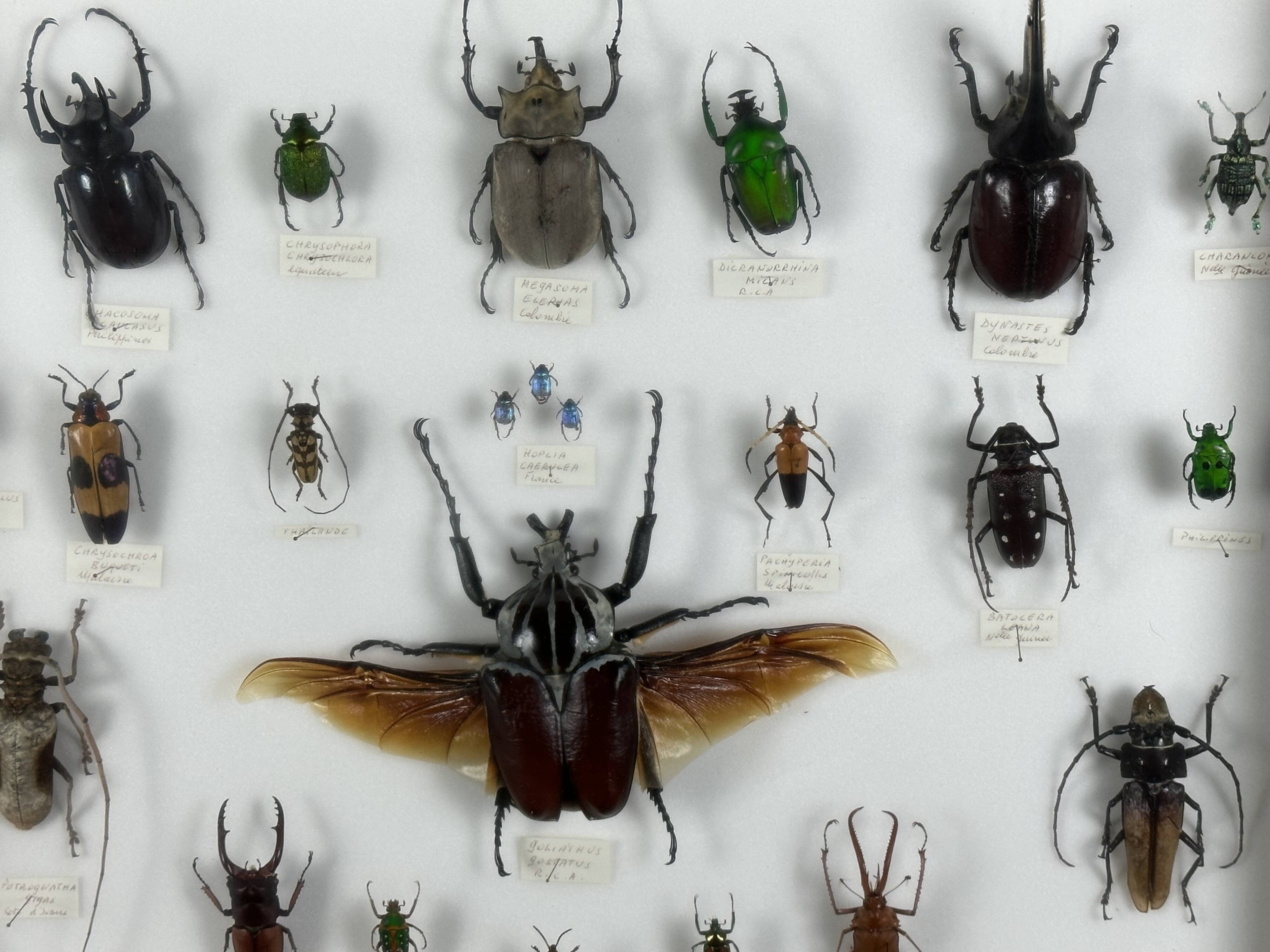 Old entomological insect frame 21 species