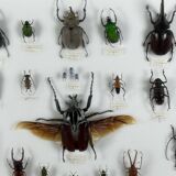 Old entomological insect frame 21 species