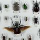 Old entomological insect frame 21 species
