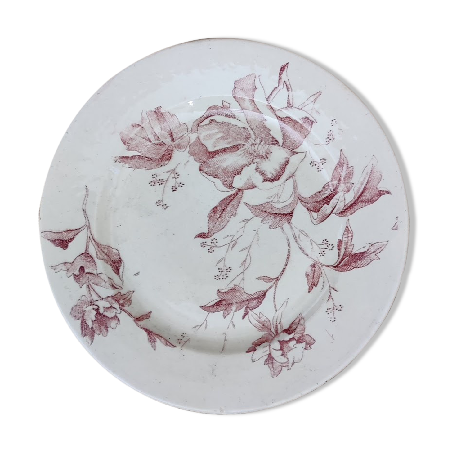 Flat plate iron earth / Christmas rose