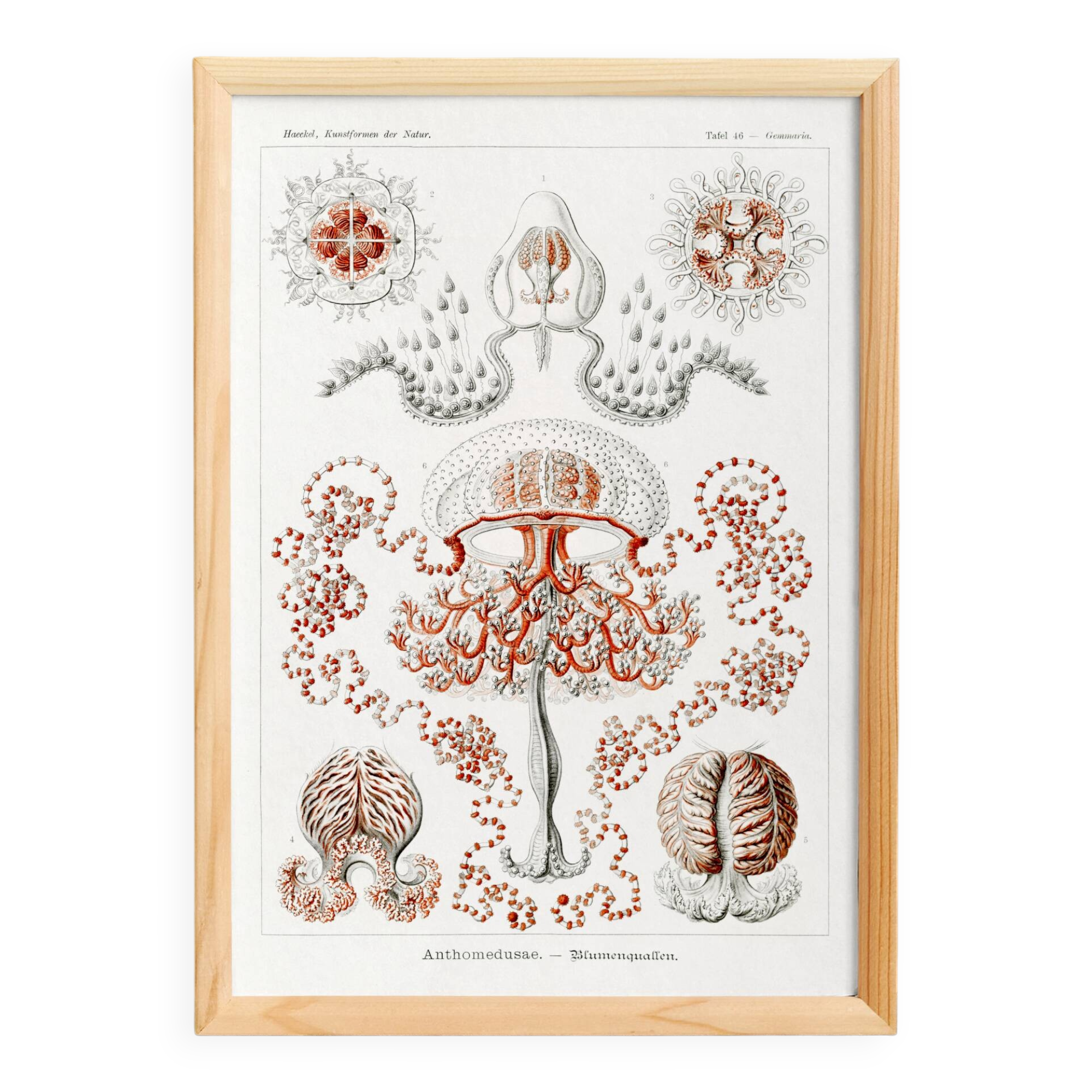 Poster on hydrozoan jellyfish, based on an old lithograph