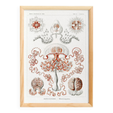 Poster on hydrozoan jellyfish, based on an old lithograph