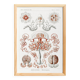Poster on hydrozoan jellyfish, based on an old lithograph