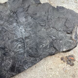 Plaque fossilisée végétaux