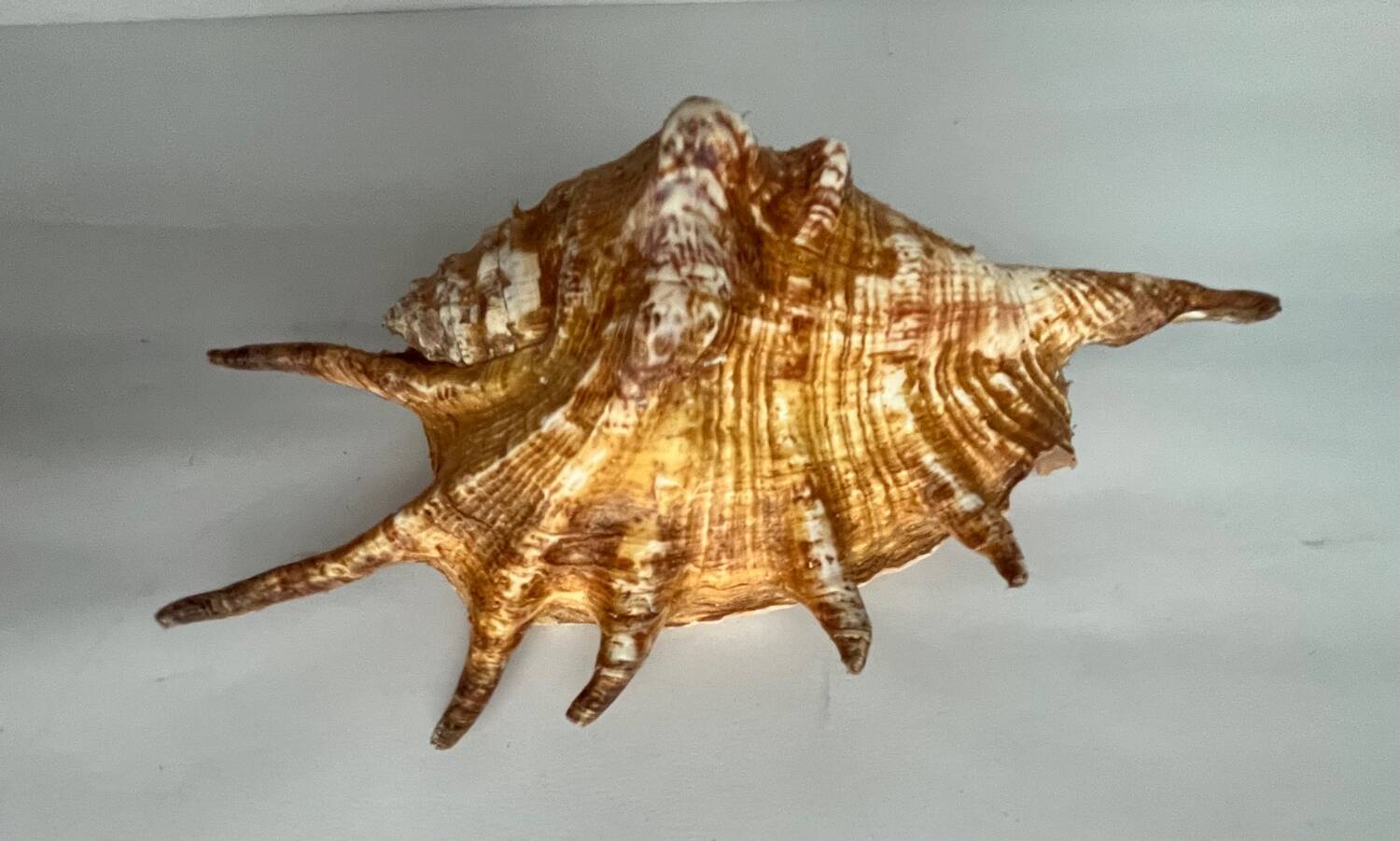 Shell paneling conch
