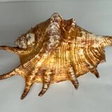 Shell paneling conch