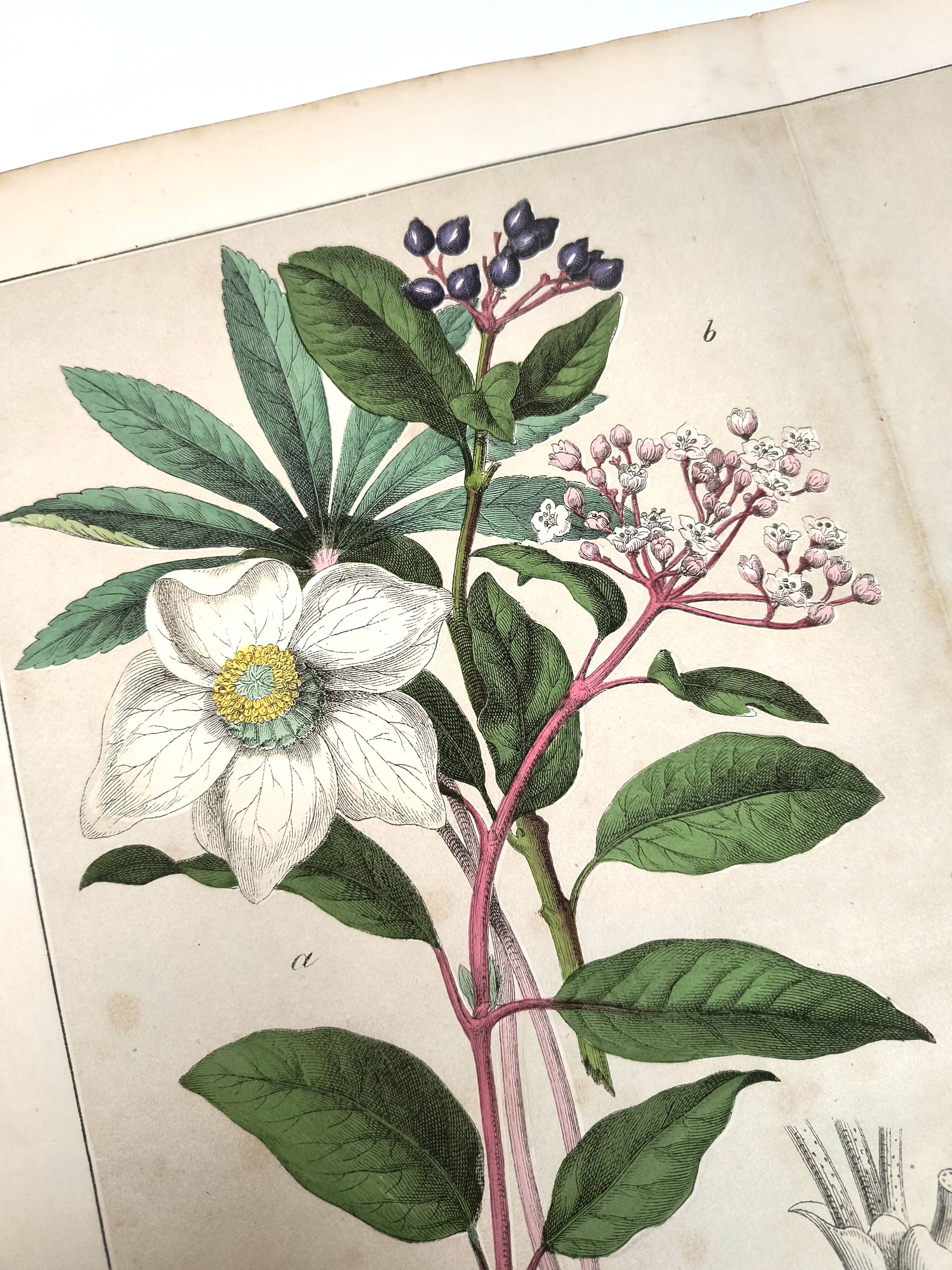 Botanical engraving from 1870 - Viburnum - flower plate lithograph poster