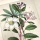 Botanical engraving from 1870 - Viburnum - flower plate lithograph poster