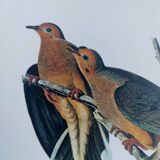 Planche oiseaux de J.J. Audubon - Tourterelle - 🐦 Illustration zoologique et ornithologique