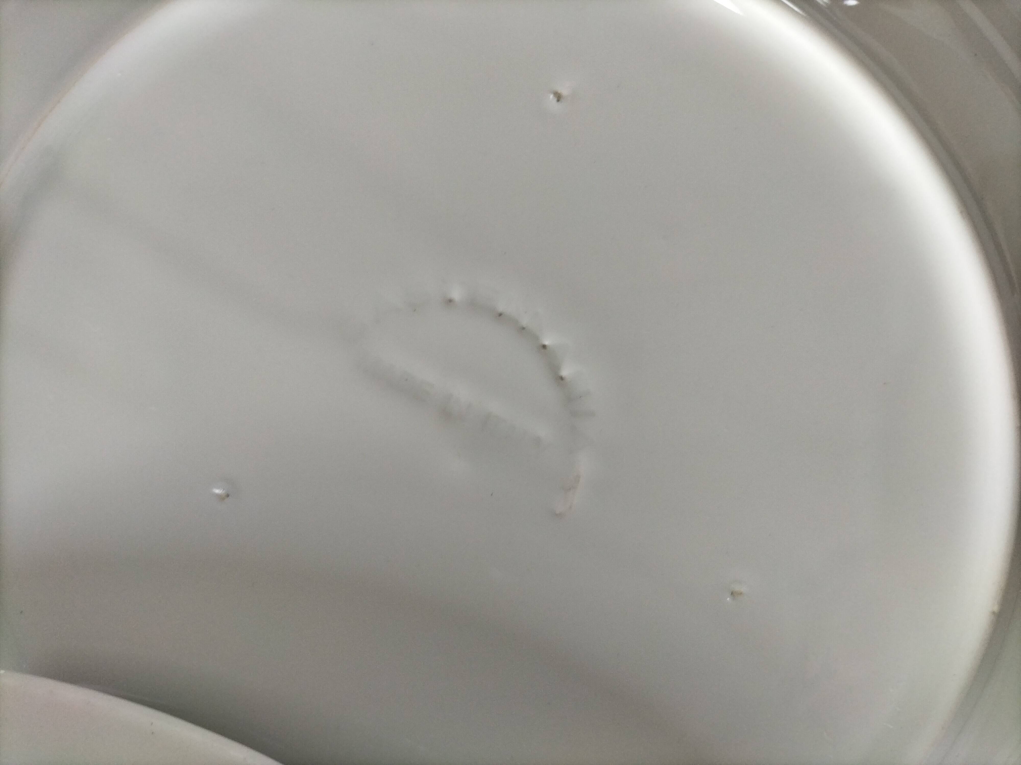 Trio of Castellania plates in Italian earthenware, vintage blue decoration