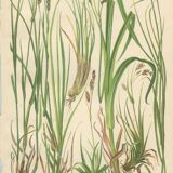 Fawn Sedge, Persistent Sedge, Blue Alpine Sedge: