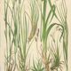 Fawn Sedge, Persistent Sedge, Blue Alpine Sedge: