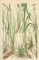 Fawn Sedge, Persistent Sedge, Blue Alpine Sedge: