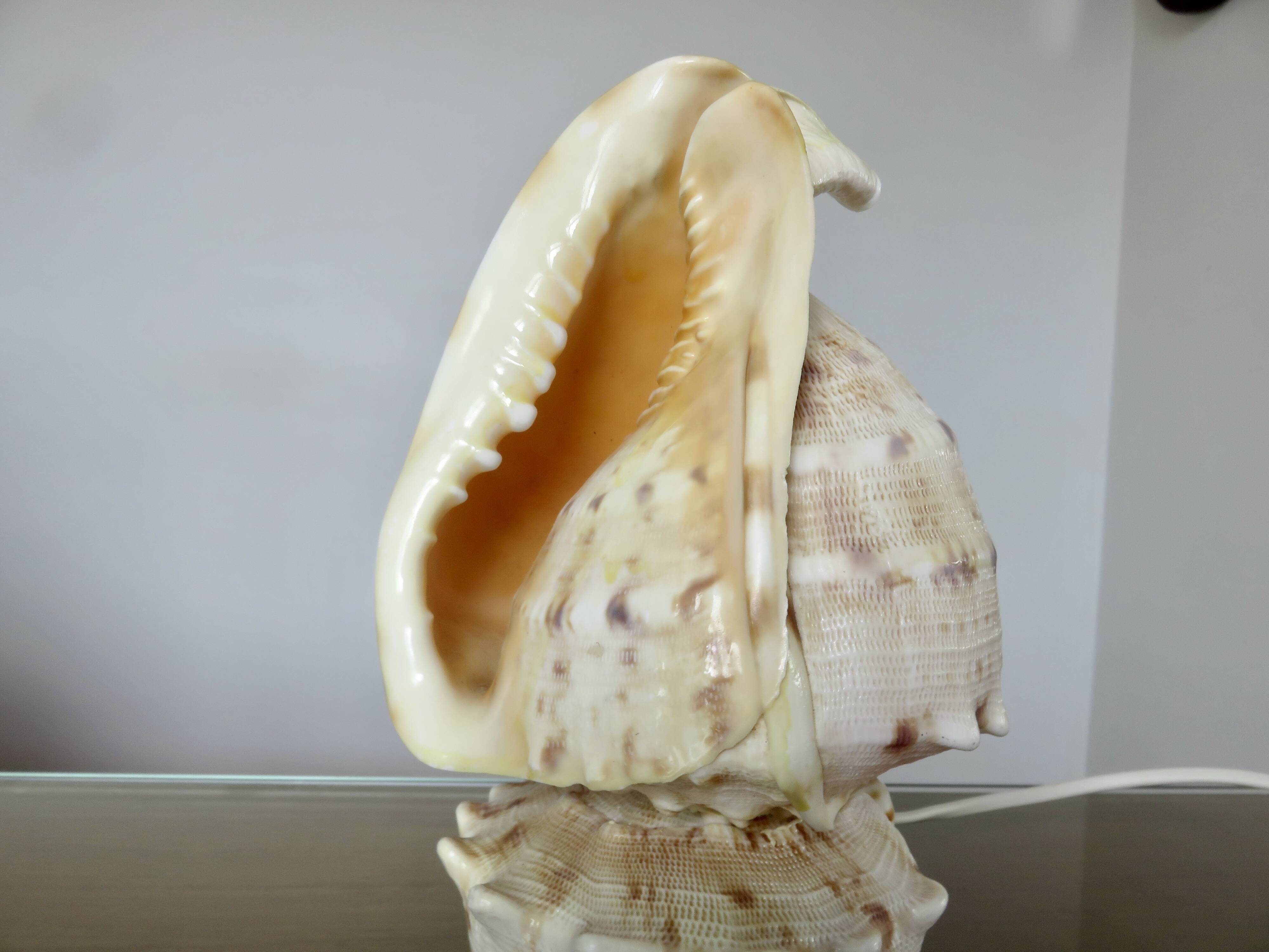 Lampe coquillage "cassis cornita" années 70
