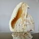 Lampe coquillage "cassis cornita" années 70
