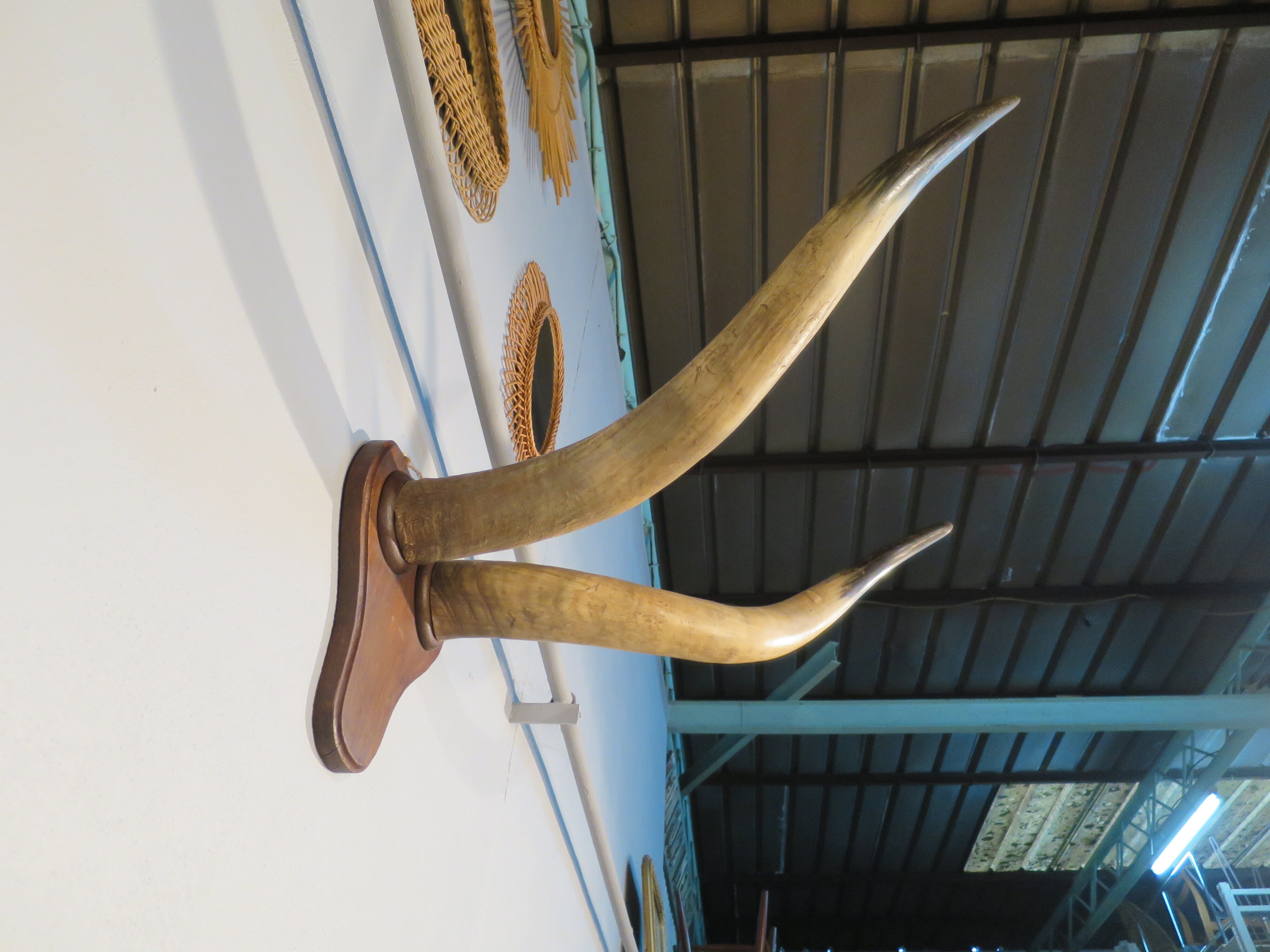 Trophy pair of horns