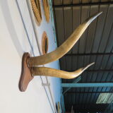 Trophy pair of horns