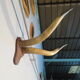 Trophy pair of horns