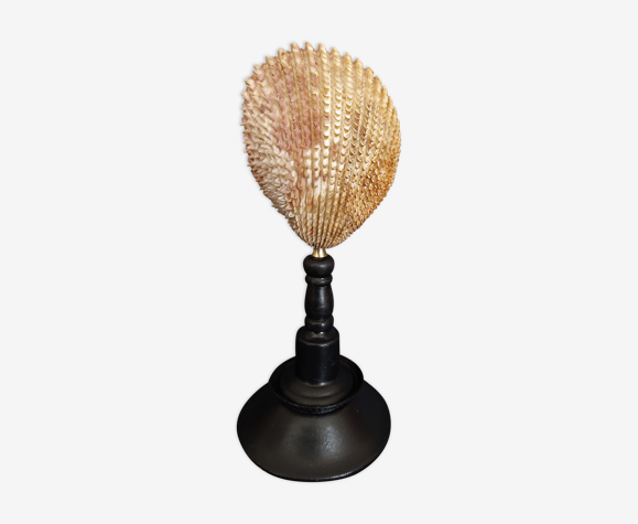 Cabinet of curiosities bucarde shell bristling on base