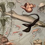Lithograph on the ocean (depths) - 1900