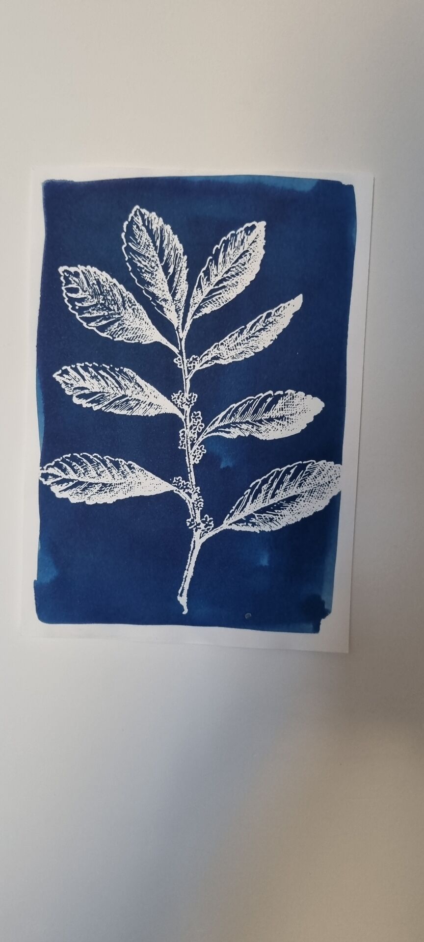 Cyanotype botanique