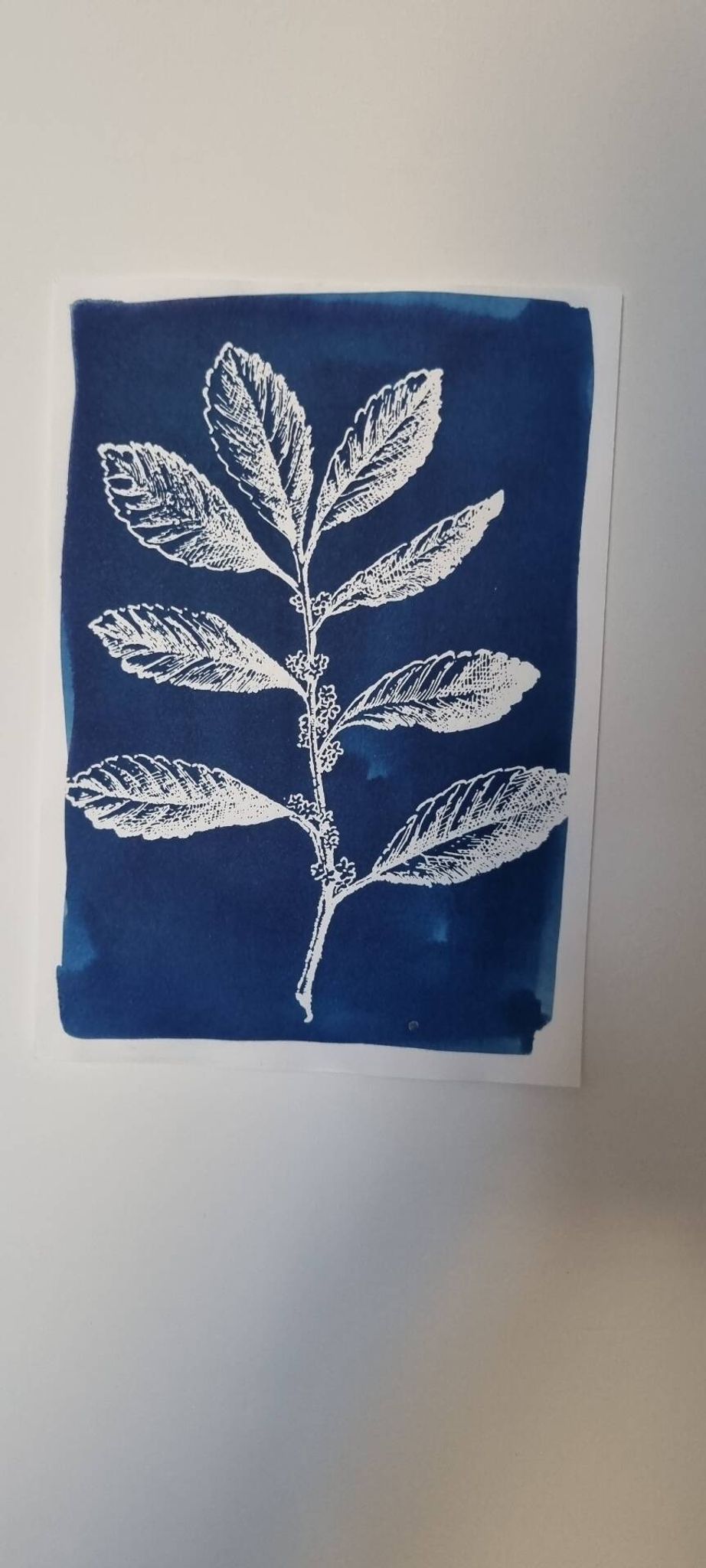 Botanical cyanotype