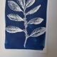Cyanotype botanique