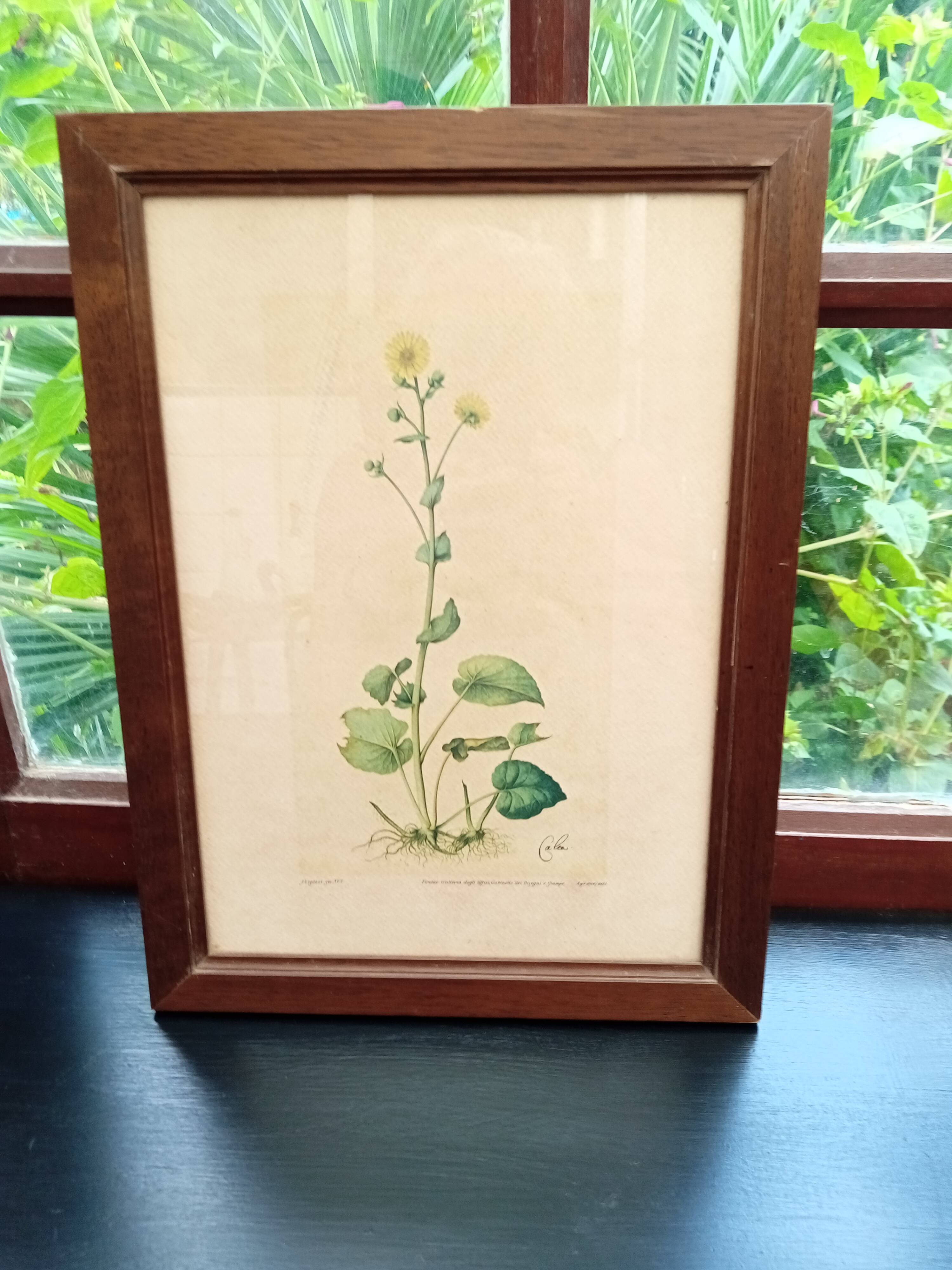 Botanical plate